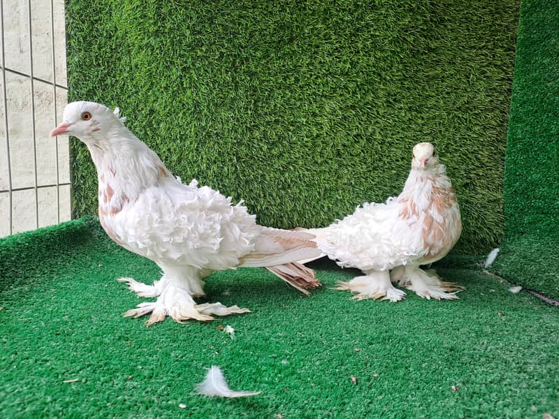 Supreme Quality Frillback breeding pair Pigeons/ kabooter 8