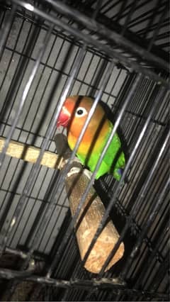 Lovebird