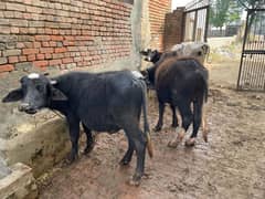 Cattle Male Female For Sale