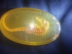 Large 1960's Vintage Seahorse in Resin Pendant. . this is antique