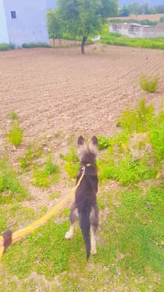 1 year old female German shepherd dog