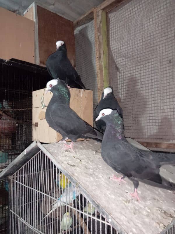 Mukhi/mokhi/mokhe kabootar/fancy pigeon,kabutar 8