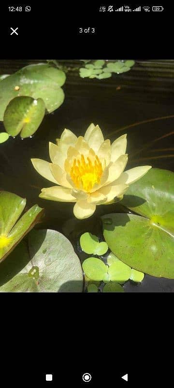 water lily 0