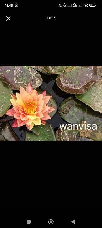 water lily 2