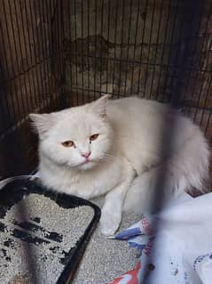 2 years old Persian cat for sale