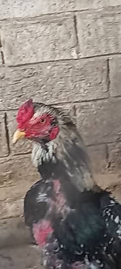 qolangi hen for sale male