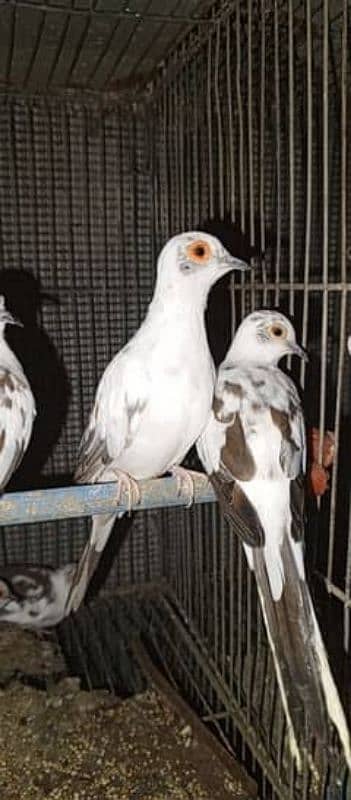 pied dove breeder pairs sale/exchange 1