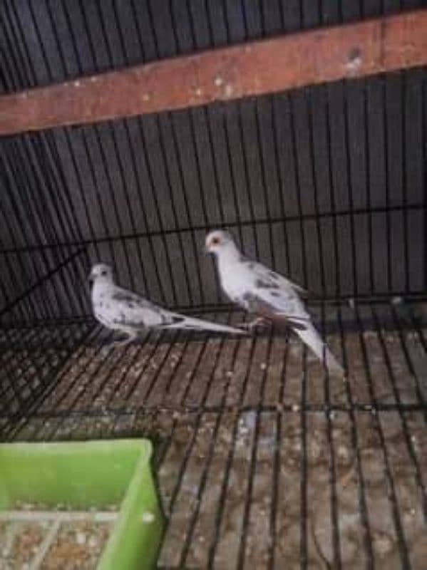 pied dove breeder pairs sale/exchange 3