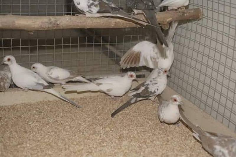 pied dove breeder pairs sale/exchange 5