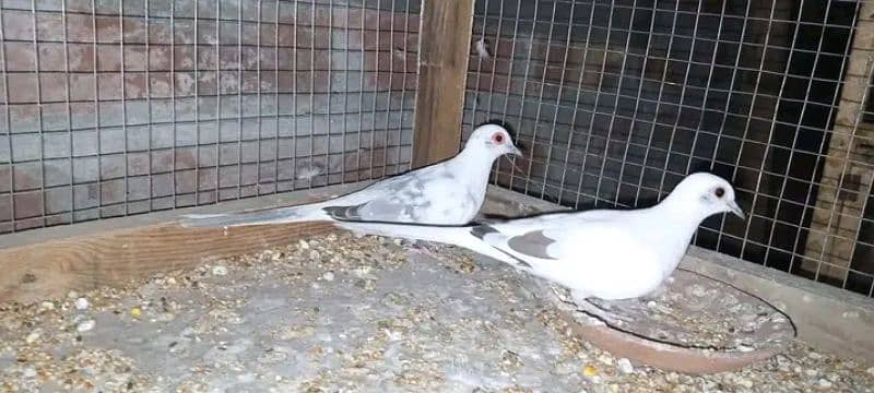 pied dove breeder pairs sale/exchange 6