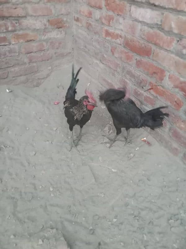 ayam cemani black meat gray tongue 1