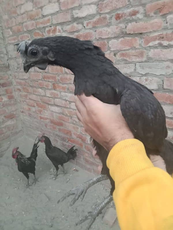 ayam cemani black meat gray tongue 3