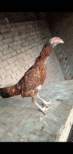 Pure Aseel mianwali breed