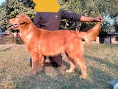 Golden Retriever male for sale