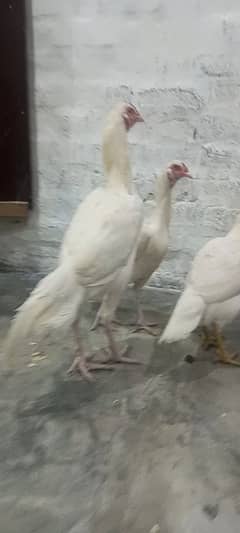 heera pair for sale.