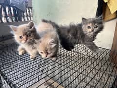 persian kitten pair for sale male female