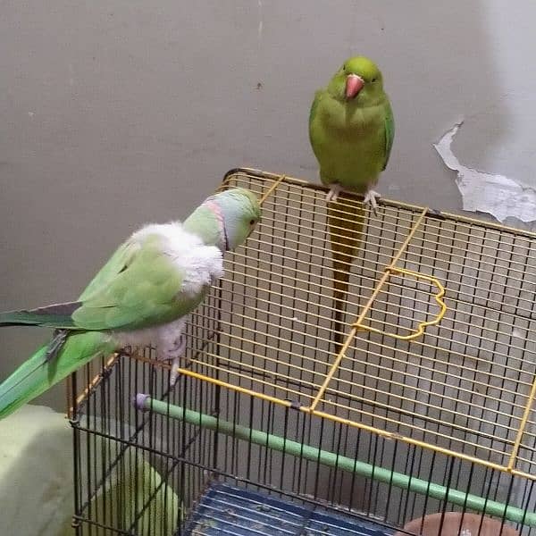 green talking ringneck pair with 2 portion cage ( mithu ) 1