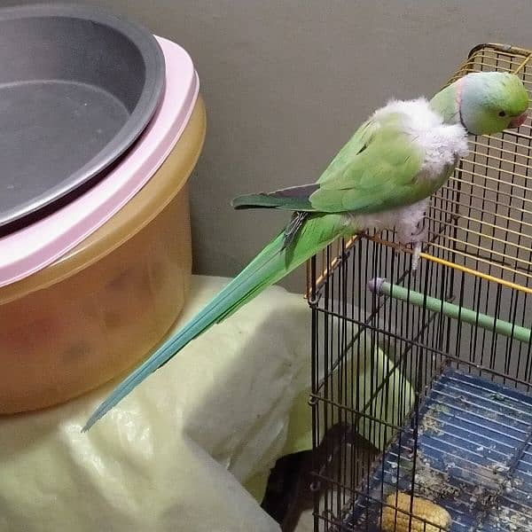 green talking ringneck pair with 2 portion cage ( mithu ) 2