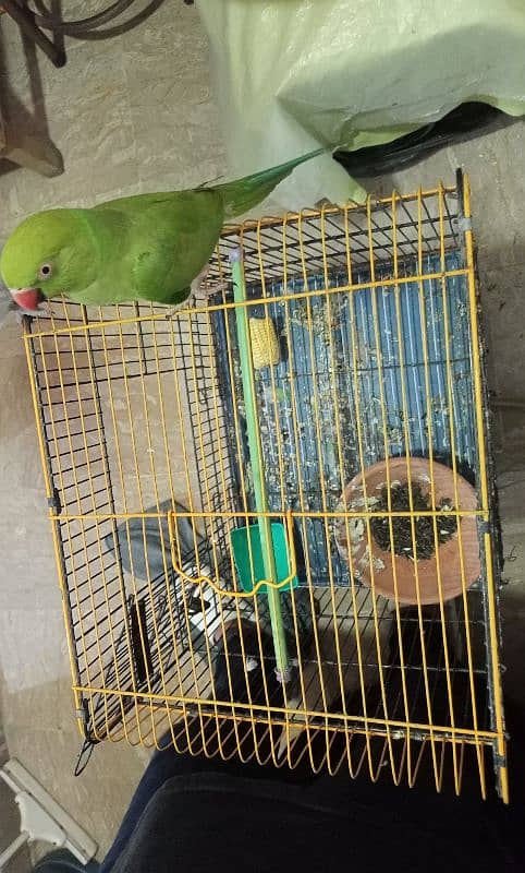 green talking ringneck pair with 2 portion cage ( mithu ) 3