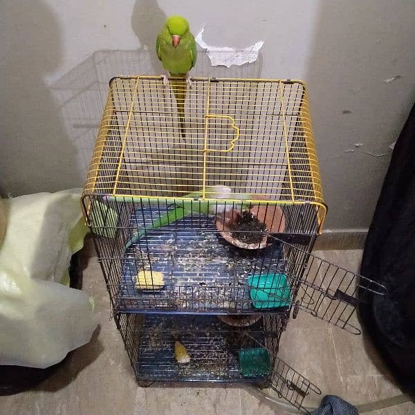 green talking ringneck pair with 2 portion cage ( mithu ) 4