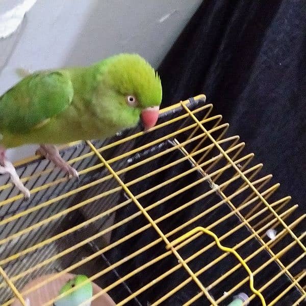 green talking ringneck pair with 2 portion cage ( mithu ) 5