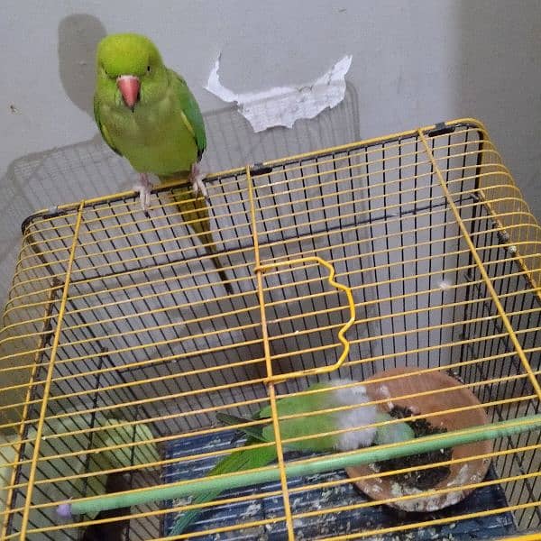 green talking ringneck pair with 2 portion cage ( mithu ) 6