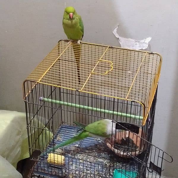 green talking ringneck pair with 2 portion cage ( mithu ) 7