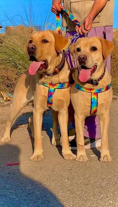 Top Blood line Labrador Pair Available male and female