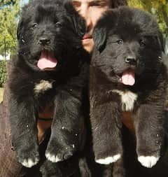 Bakarwal dog pair / Bakarwal puppies