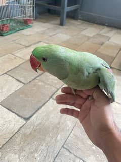 raw parrot