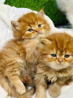 Persian Kittens Ready For New Home