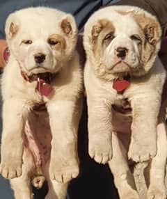 King alabai male female puppies pair available for sale