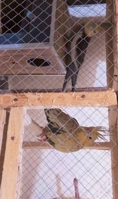 a pair of cockatiel is for sale yellow and grey pair