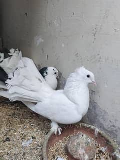 7 pigeon for sale breeder pair 3 lucky 2 black danish 2 indian pigeon