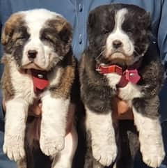 alabai dog pair 2 months for sale security dog