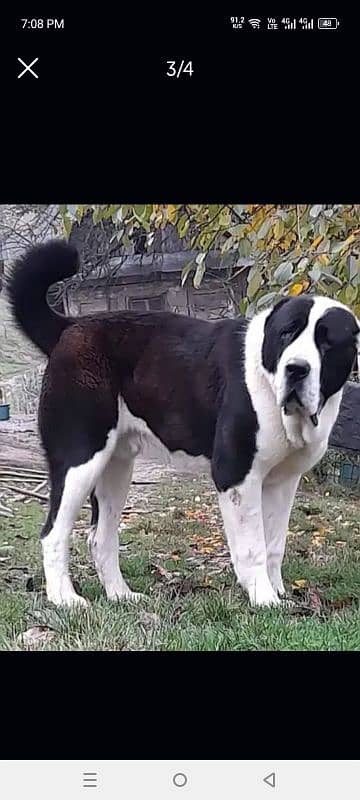 Alabai Dog pair | King Alabai Breed | Alabai Puppies | security dog 1