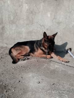 German Shepherd Puppy | Dog for sale | GSD | 03321718405