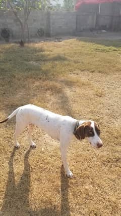 english pointer fully vaccinated and fully active