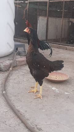 Imported Bloodline Hen