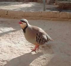 Chakor male for sale  breader quality