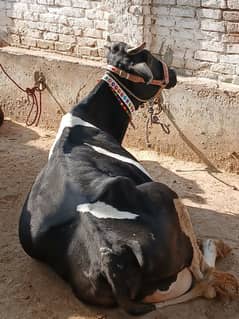 Frezion cow with new born Male calf