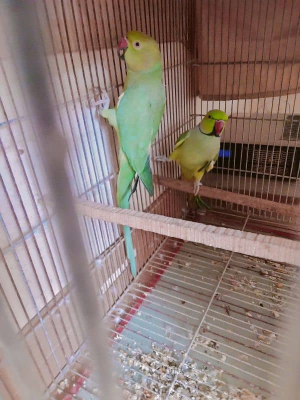 Ringneck Breeder Pair (Cage + Box) 0