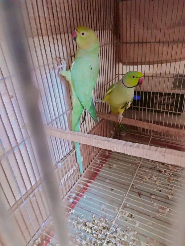 Ringneck Breeder Pair (Cage + Box) 1