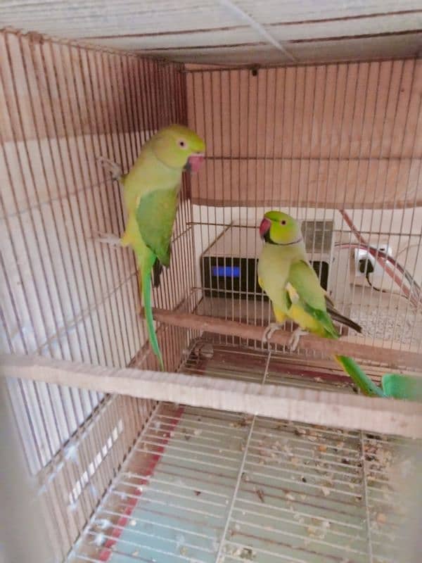 Ringneck Breeder Pair (Cage + Box) 2