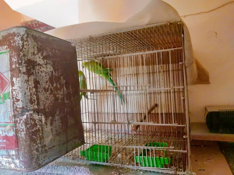 Ringneck Breeder Pair (Cage + Box) 3