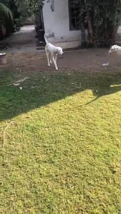 white bully kutta pair