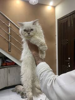 Persian Kittens /triple coated / Persian cats /punch face for sale