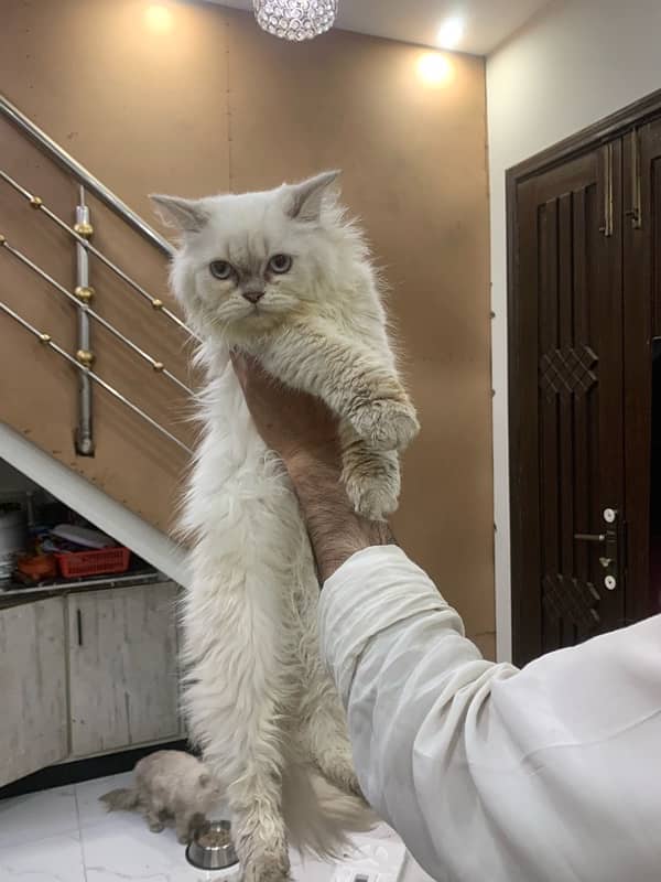 Persian Kittens /triple coated / Persian cats /punch face for sale 0