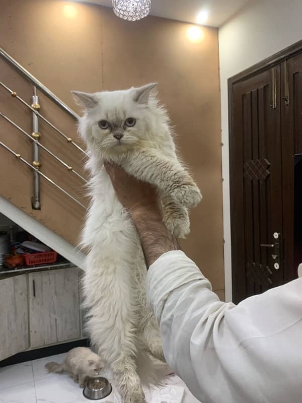 Persian Kittens /triple coated / Persian cats /punch face for sale 1