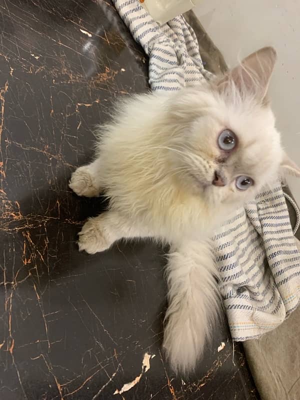 Persian Kittens /triple coated / Persian cats /punch face for sale 2